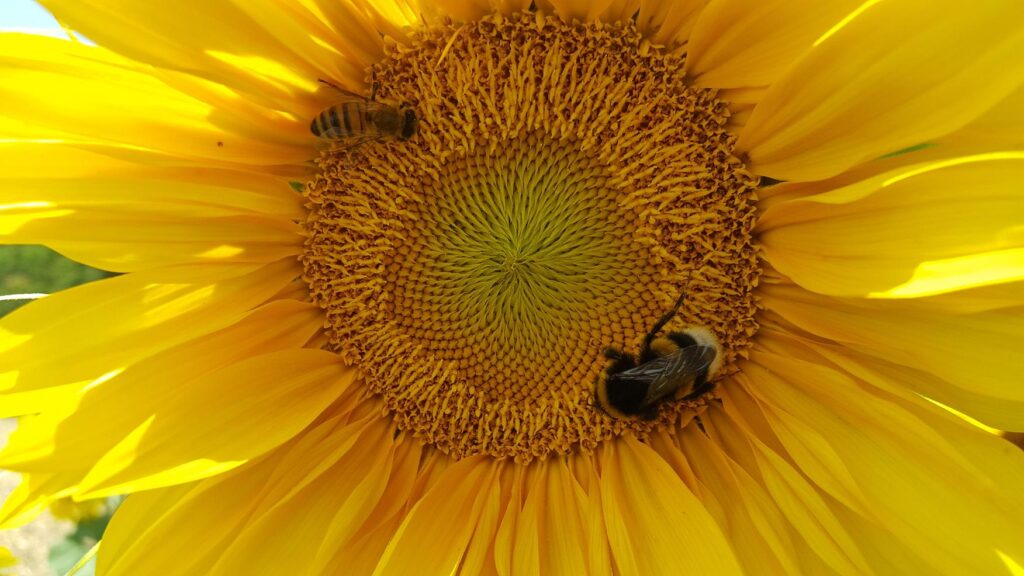 Sunflower territorry 